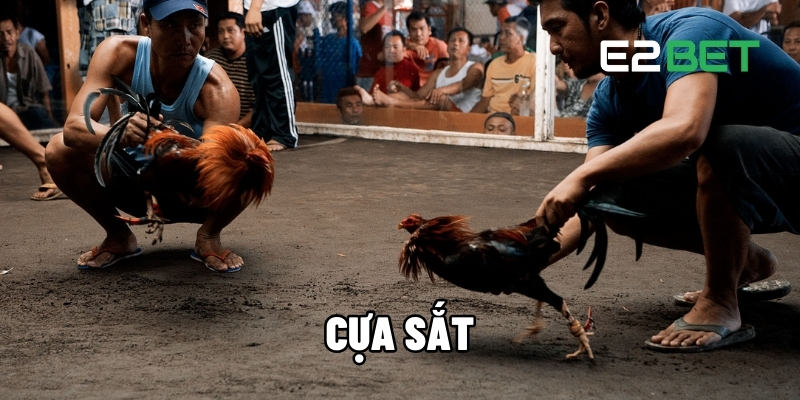 Cựa Sắt E2BET - Trải Nghiệm Đá Gà Cá Cược Siêu Hấp Dẫn 1 cựa sắt