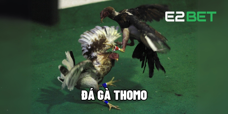 da ga thomo 5