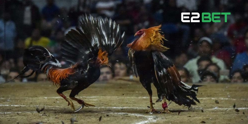 Đá Gà Trực Tiếp Tại E2BET: Trải Nghiệm Cá Cược Đầy Kịch Tính 3 Đá gà cựa dao – Khốc liệt và đầy kịch tính
