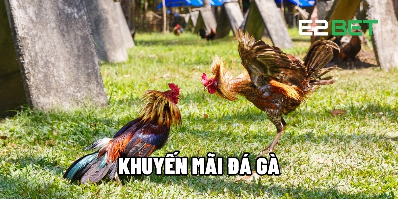 Khuyến Mãi Đá Gà Siêu Hấp Dẫn Tại Sân Chơi E2BET 1 khuyến mãi đá gà