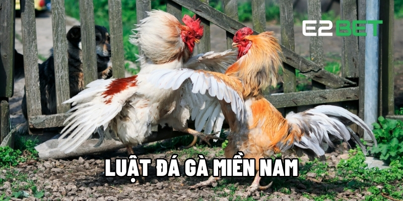 Luật Đá Gà Miền Nam - Quy Tắc Quan Trọng Cần Phải Nắm Rõ Tại E2BET 1 Luật đá gà miền Nam