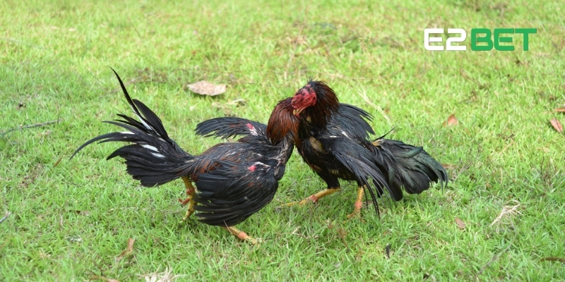 Luật Đá Gà Miền Nam - Quy Tắc Quan Trọng Cần Phải Nắm Rõ Tại E2BET 2 Luật đá gà miền Nam tỉ mỉ cho các newbie