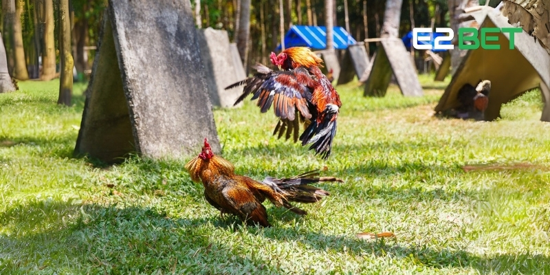 Màu Mạng Gà Đá - Bí Quyết Chọn Gà Theo Ngũ Hành, Phong Thủy Tại E2BET 4 Điểm qua những màu mạng gà chọi nổi bật nhất